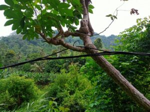 IMG-20241119-WA0001