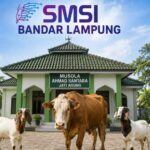 SMSI Bandar Lampung Tebar Kepedulian di Iduladha 1447 H, Salurkan Sapi dan Kambing Kurban