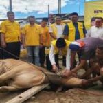 Iduladha 1447 H, Golkar Bandarlampung Sembelih 4 Sapi Kurban untuk Warga dan Kader