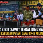 75.992 Bibit Sawit Ilegal Dimusnahkan di Lampung, Potensi Kerugian Petani Capai Rp42 Miliar per Tahun